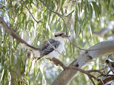 Kookaburra - frankstonsouth