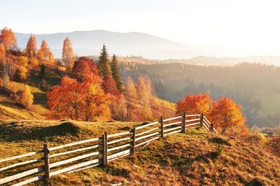 vecteezy_birch-forest-in-sunny-afternoon-while-autumn-season-autumn_6347528_590.jpg